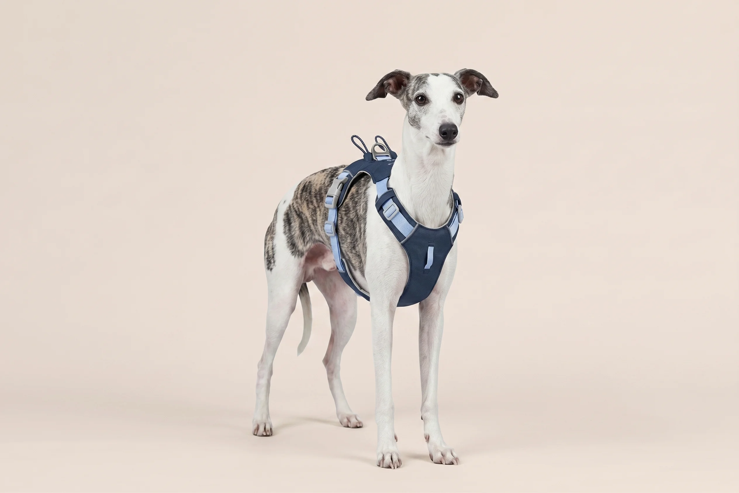 Pet Leashes & Accessories