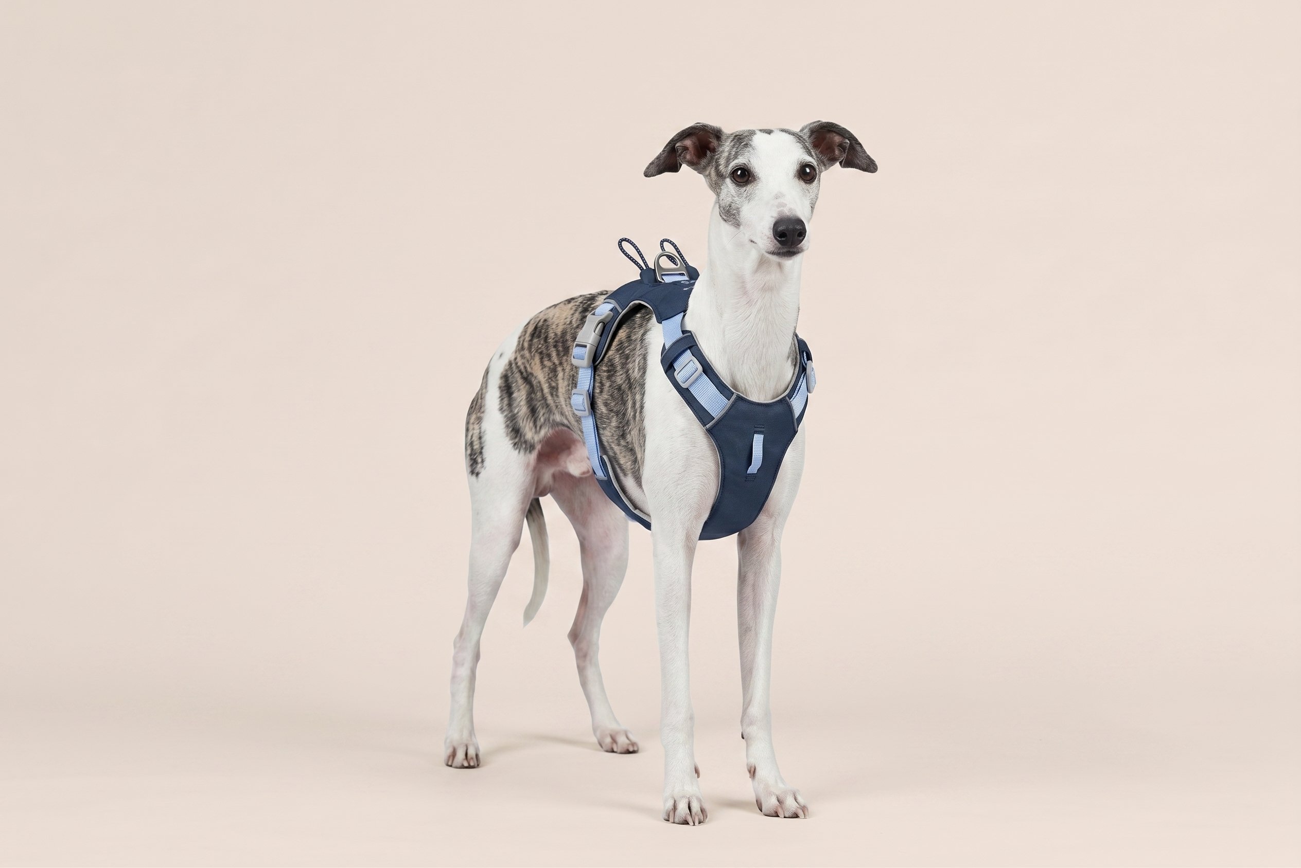 Pet Leashes & Accessories