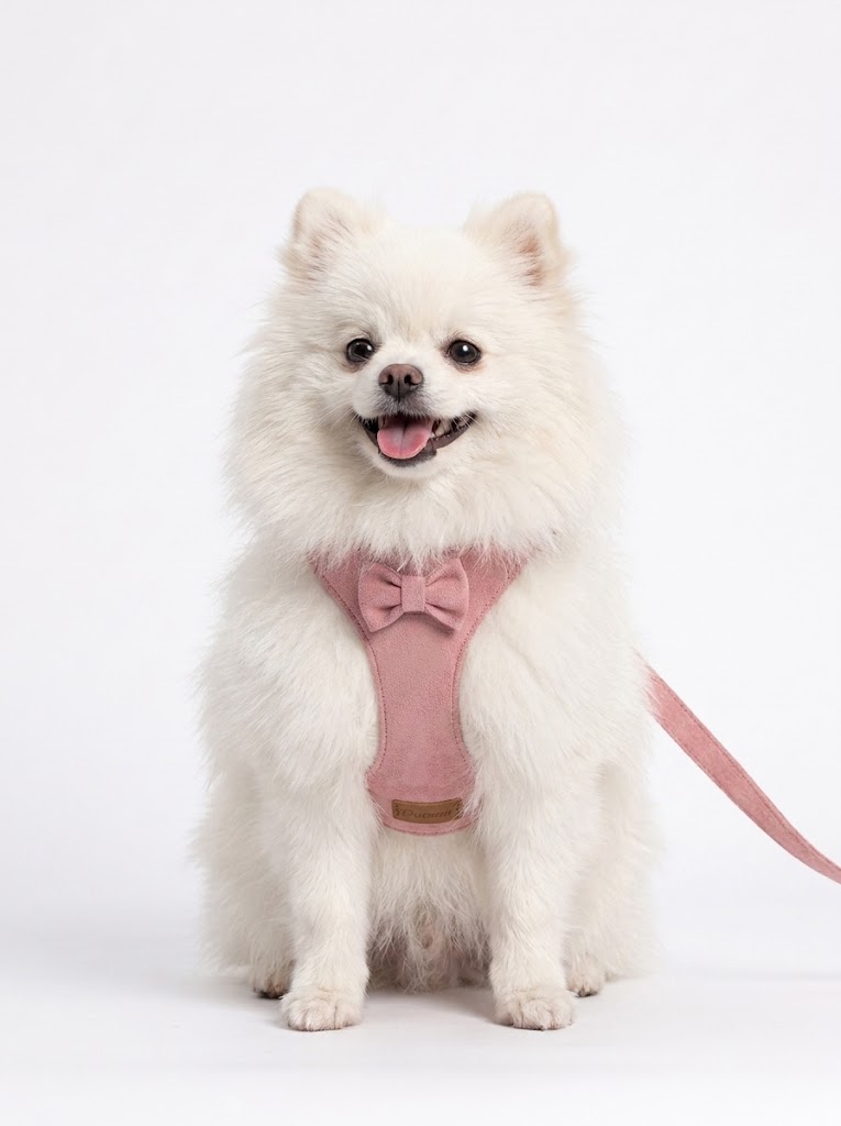 Soft Suede Pet Harness & Leash Set with Bow for Small Dogs