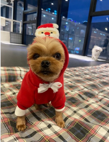 Christmas Holiday Dog Hoodie Pet Warm Sweatshirt Coat