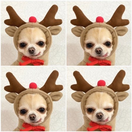 Fleece Character Hood Dog Sweatshirt Hoodie