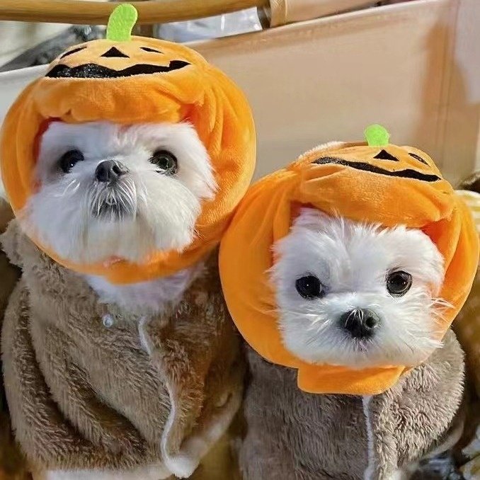 Halloween Pumpkin Pet Hat Costume Headwear