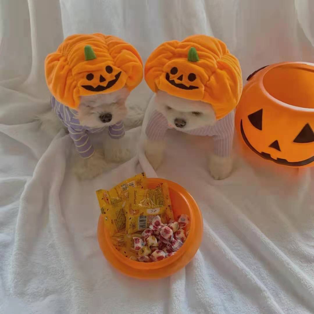 Halloween Pumpkin Pet Hat Costume Headwear