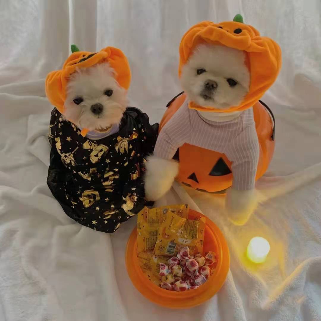 Halloween Pumpkin Pet Hat Costume Headwear