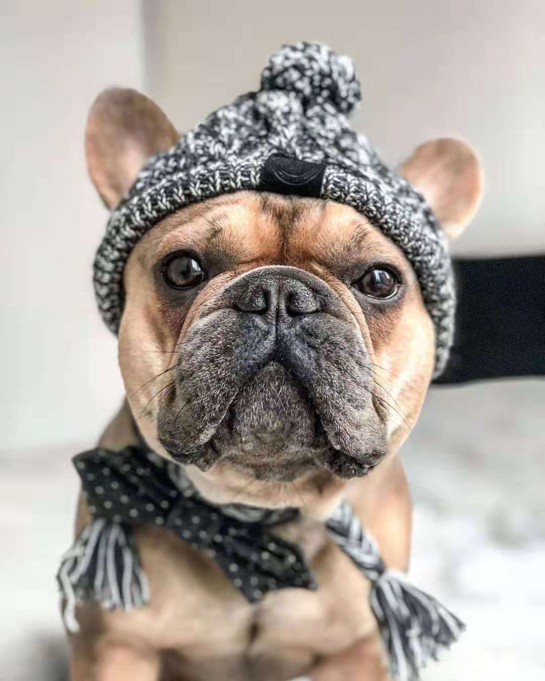 Winter Knit Dog Beanie Hat with Pom Pom and Tassels