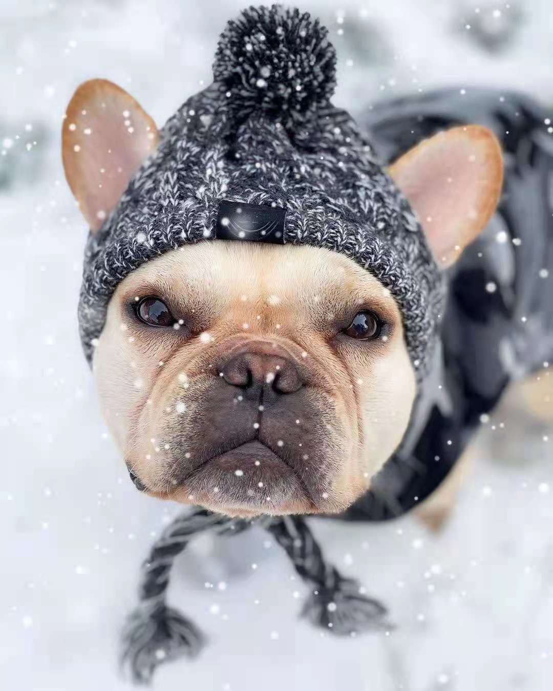 Winter Knit Dog Beanie Hat with Pom Pom and Tassels