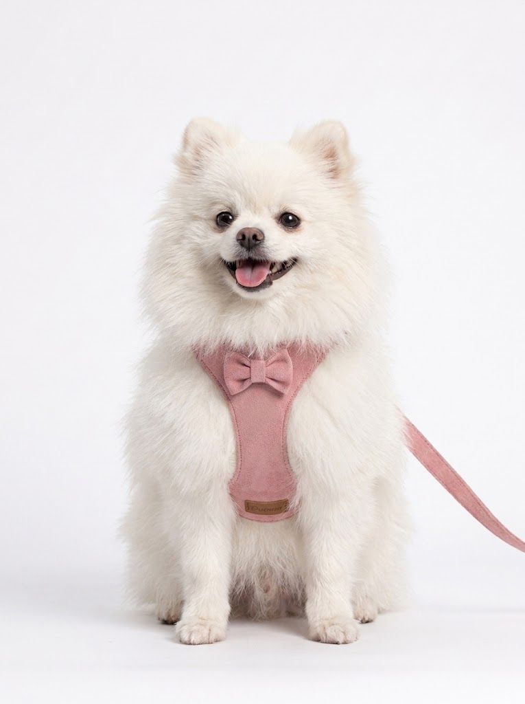 Soft Suede Pet Harness & Leash Set with Bow for Small Dogs