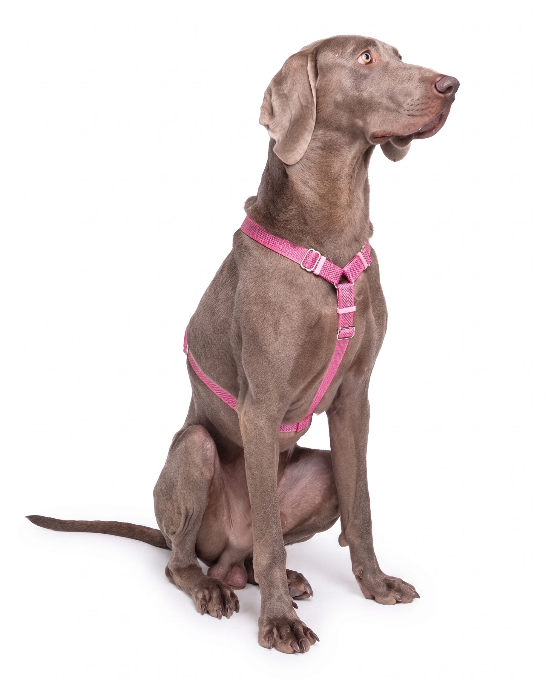 Comfort Fit Reflective Dog Harness - Adjustable No-Pull Design