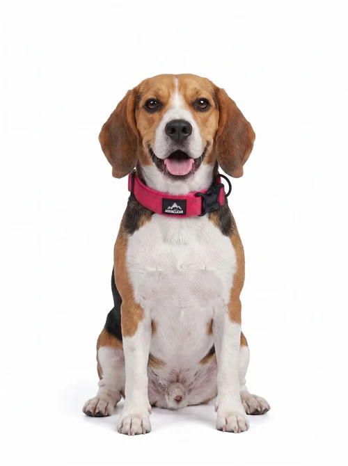 Reflective Padded Dog Collar - Adjustable & Comfortable Pet Safety
