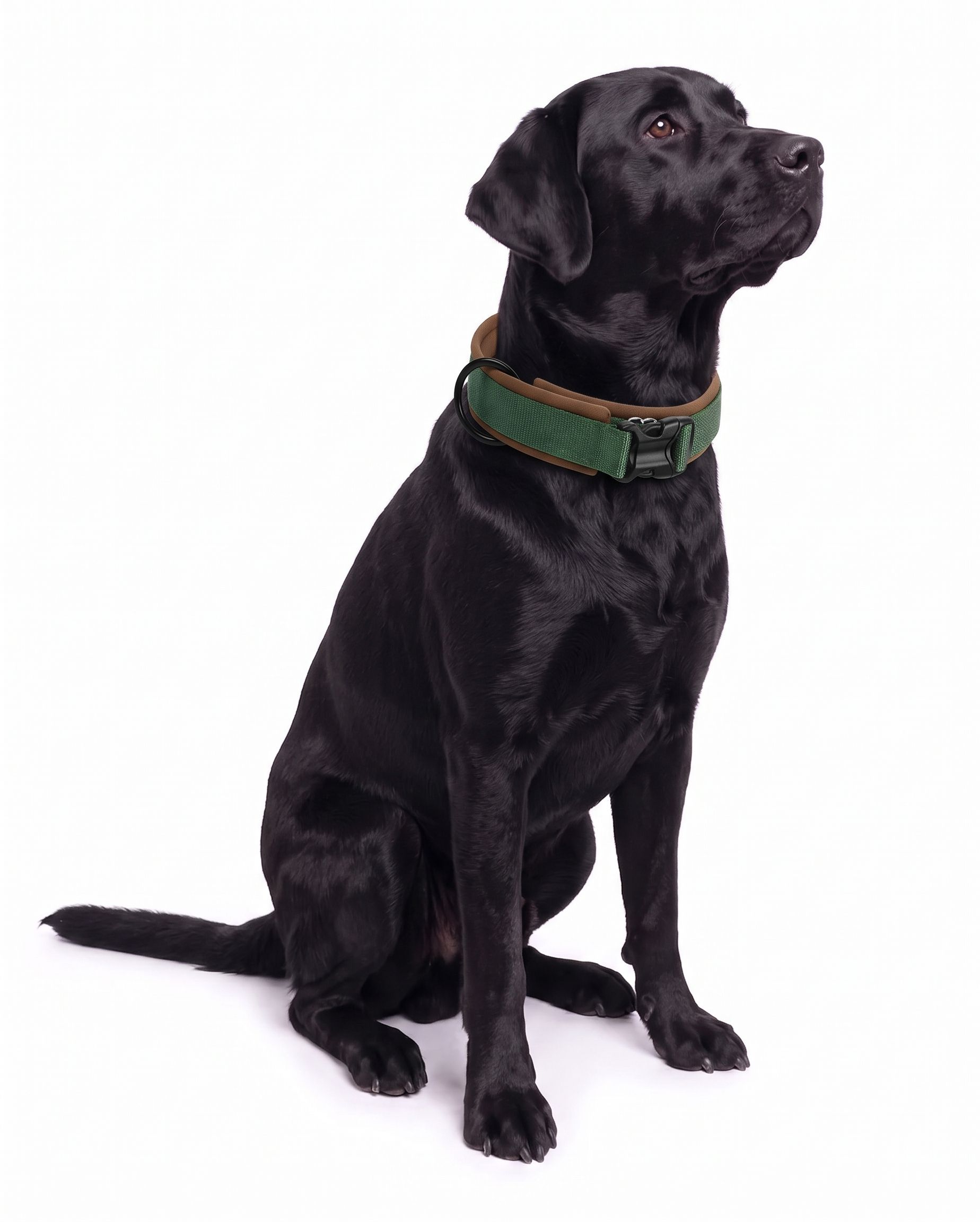 Padded Reflective Dog Collar - Adjustable & Comfortable