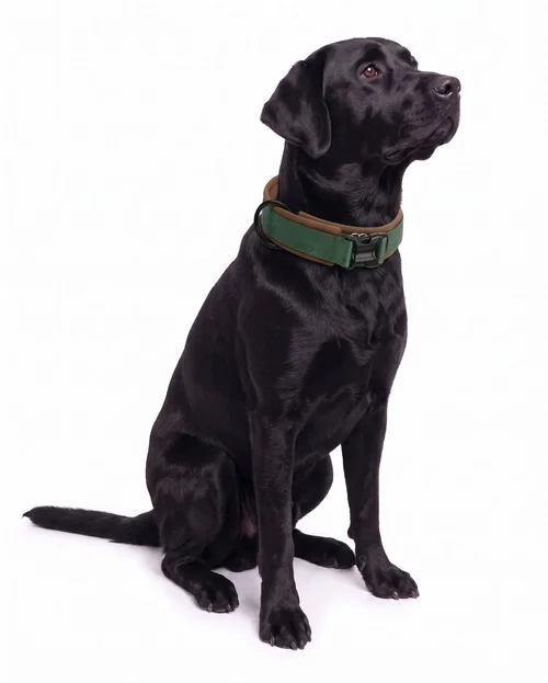 Padded Reflective Dog Collar - Adjustable & Comfortable