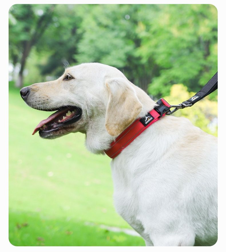 Reflective Padded Dog Collar - Adjustable & Comfortable Pet Safety