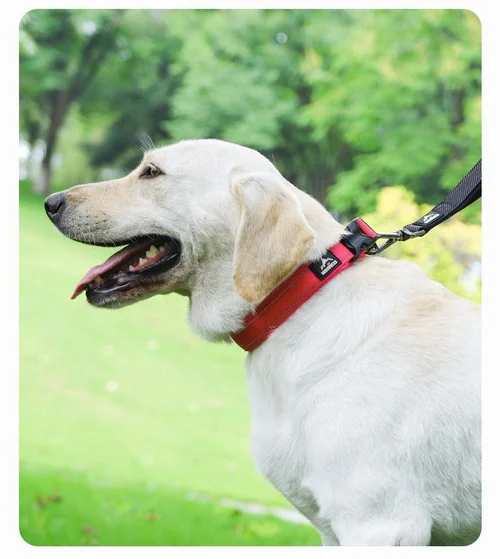 Reflective Padded Dog Collar - Adjustable & Comfortable Pet Safety