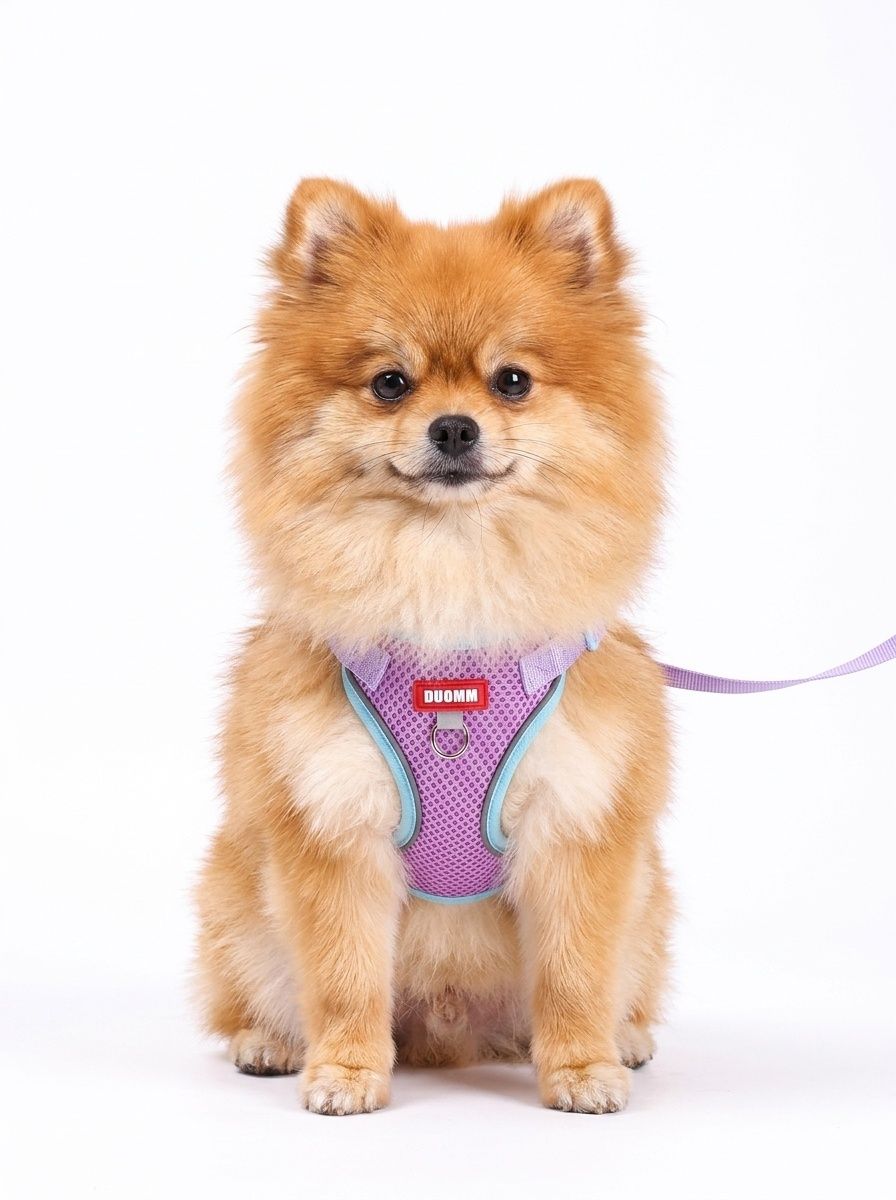 Breathable Mesh Pet Harness & Leash Set for Dogs & Cats