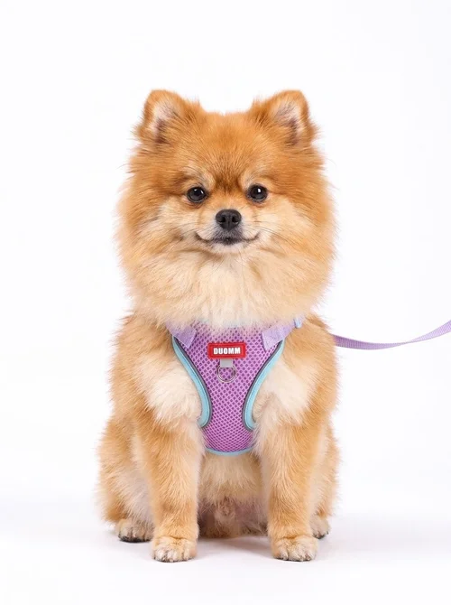 Breathable Mesh Pet Harness & Leash Set for Dogs & Cats