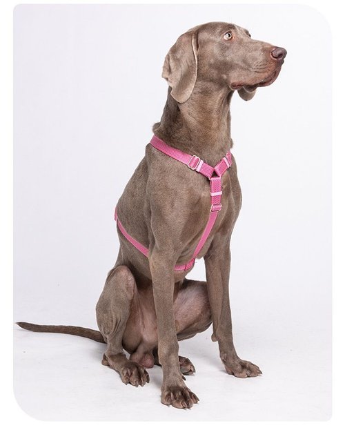 Comfort Fit Reflective Dog Harness - Adjustable No-Pull Design