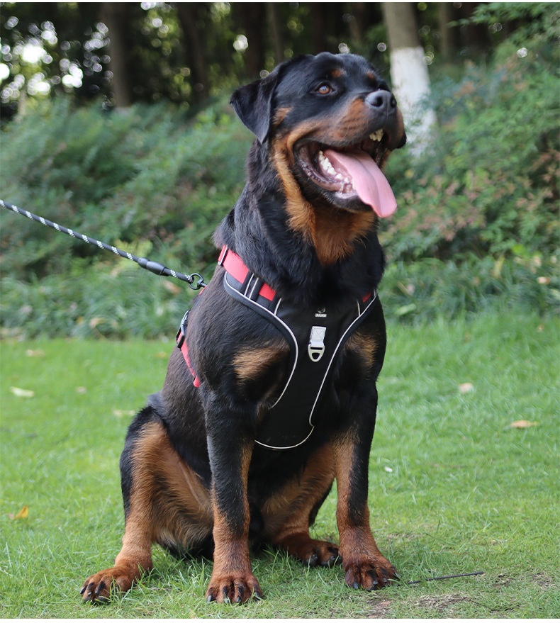 No-Pull Dog Harness with Reflective Straps & Adjustable Fit