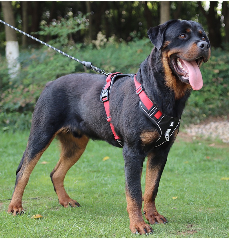 No-Pull Dog Harness with Reflective Straps & Adjustable Fit