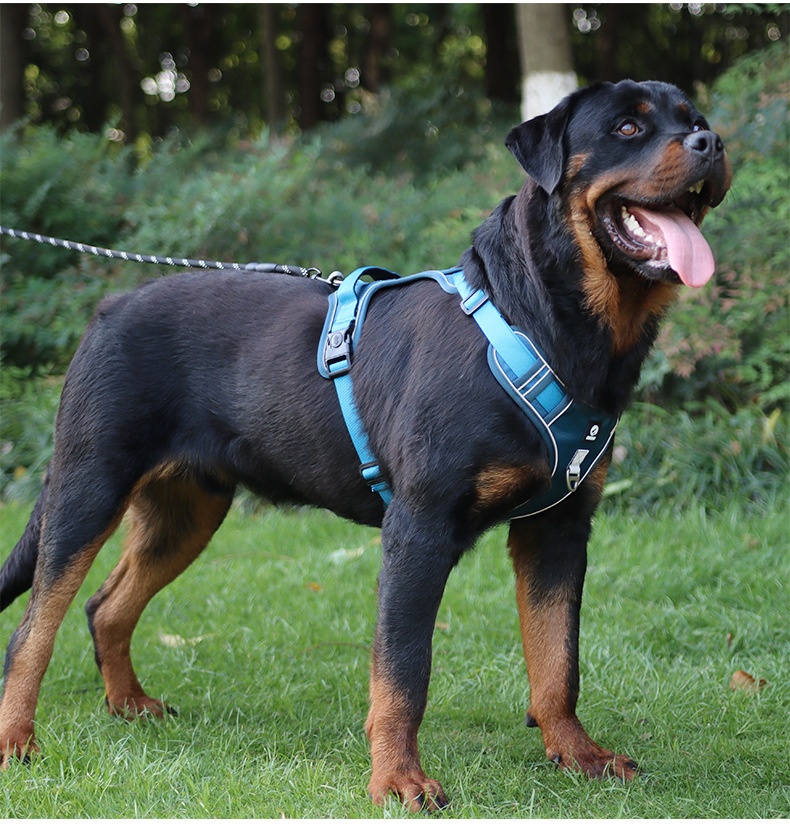 No-Pull Dog Harness with Reflective Straps & Adjustable Fit