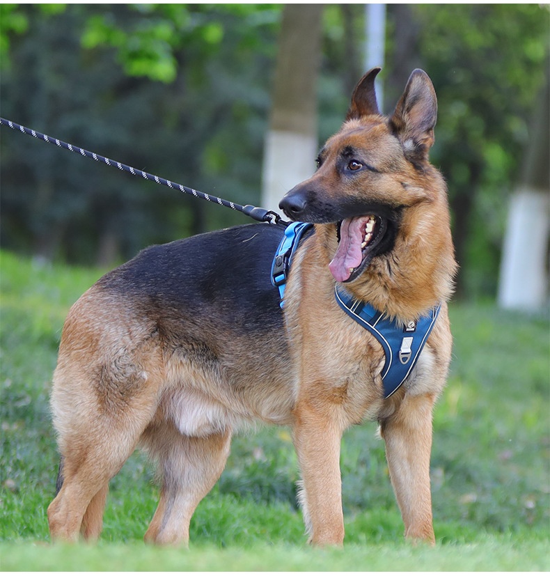 No-Pull Dog Harness with Reflective Straps & Adjustable Fit