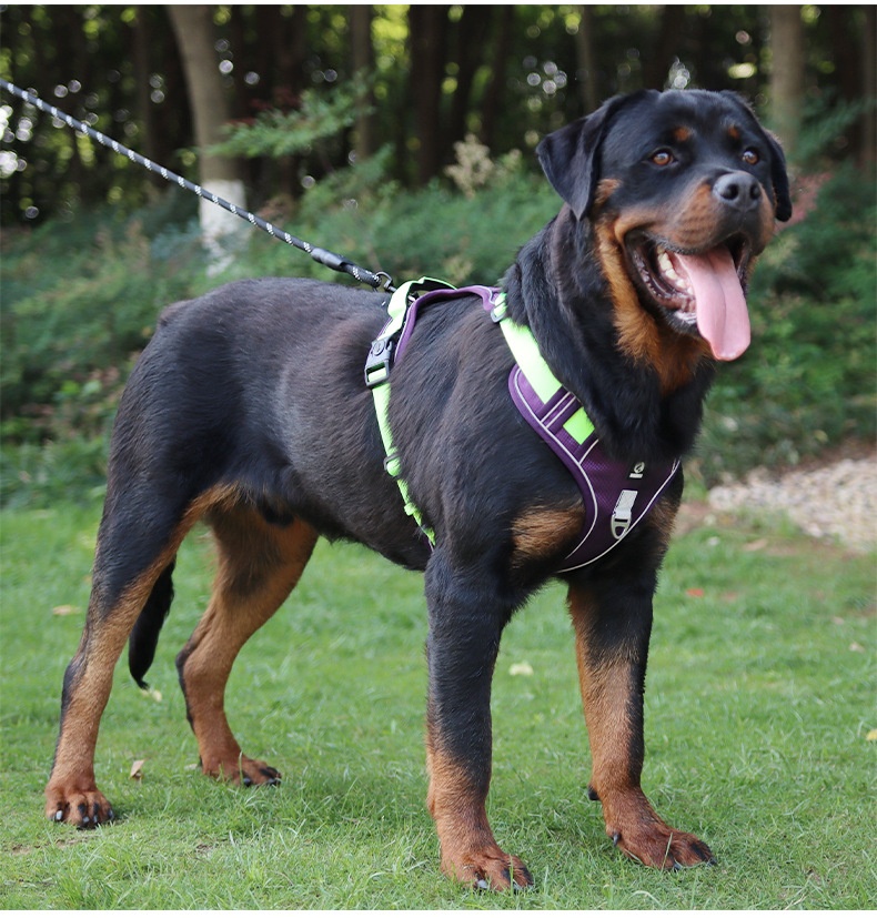 No-Pull Dog Harness with Reflective Straps & Adjustable Fit
