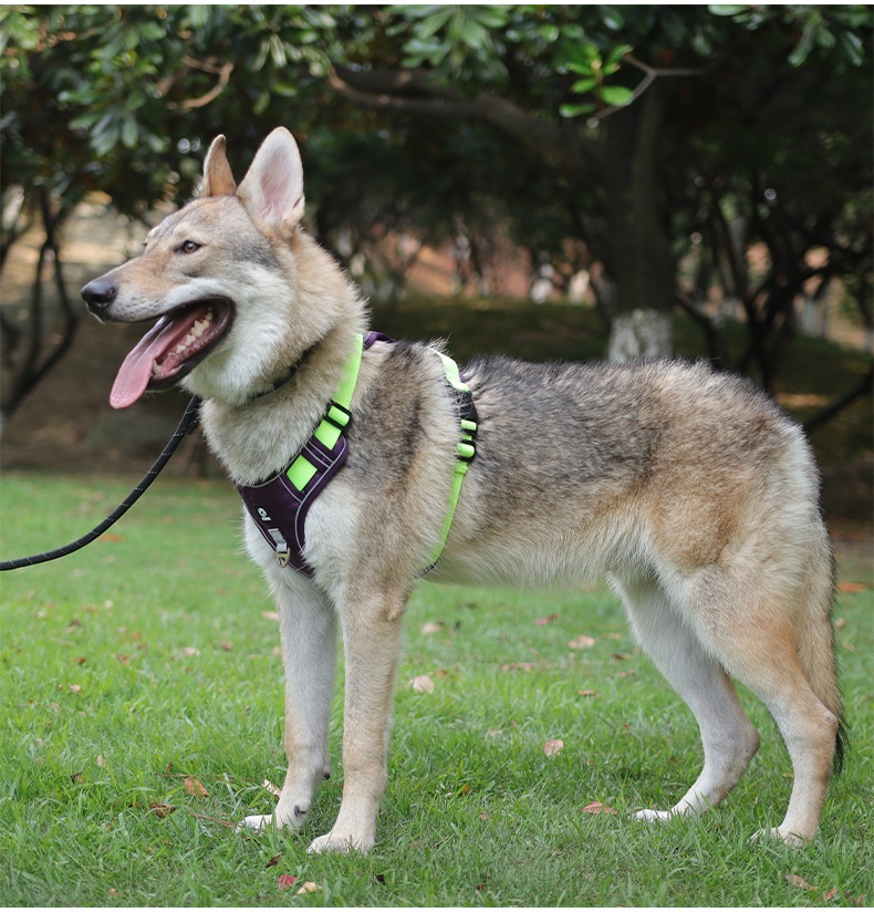 No-Pull Dog Harness with Reflective Straps & Adjustable Fit