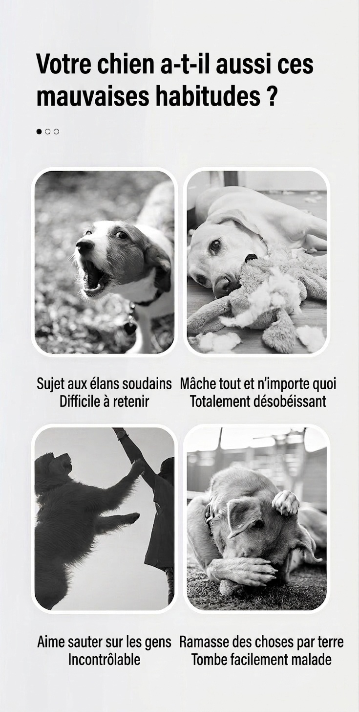 Ensemble laisse et collier en nylon pour chien, idéal pour l'éducation et la promenade.