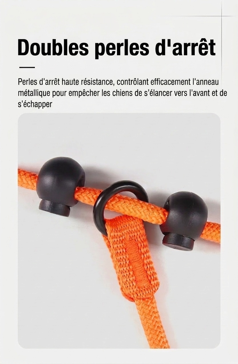 Ensemble laisse et collier en nylon pour chien, idéal pour l'éducation et la promenade.