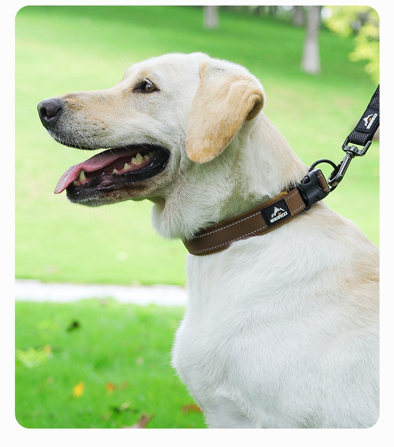 Reflective Padded Dog Collar - Adjustable & Comfortable Pet Safety