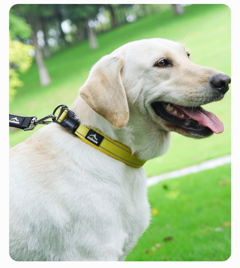Reflective Padded Dog Collar - Adjustable & Comfortable Pet Safety