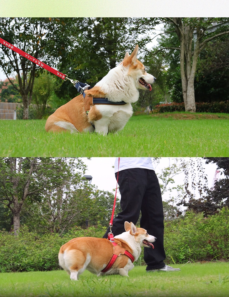 Comfort Y-Shape Reflective Dog Harness for Walking