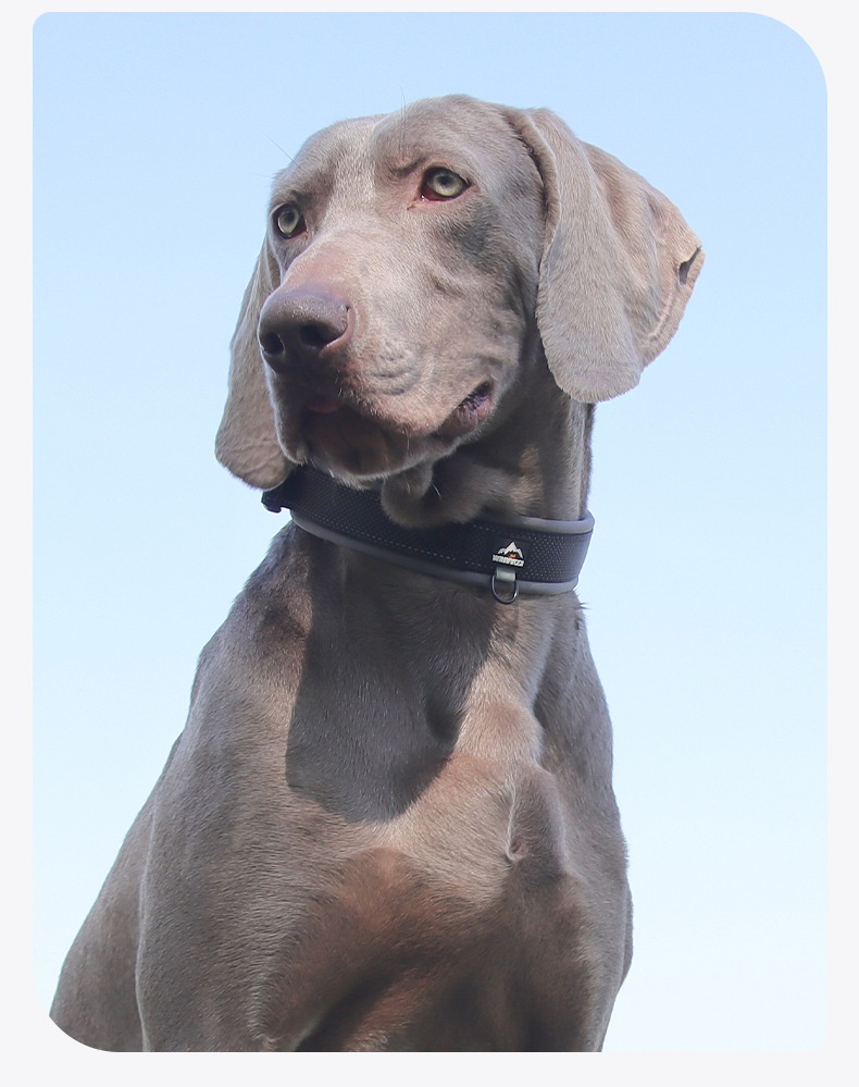 Padded Reflective Dog Collar - Adjustable & Comfortable
