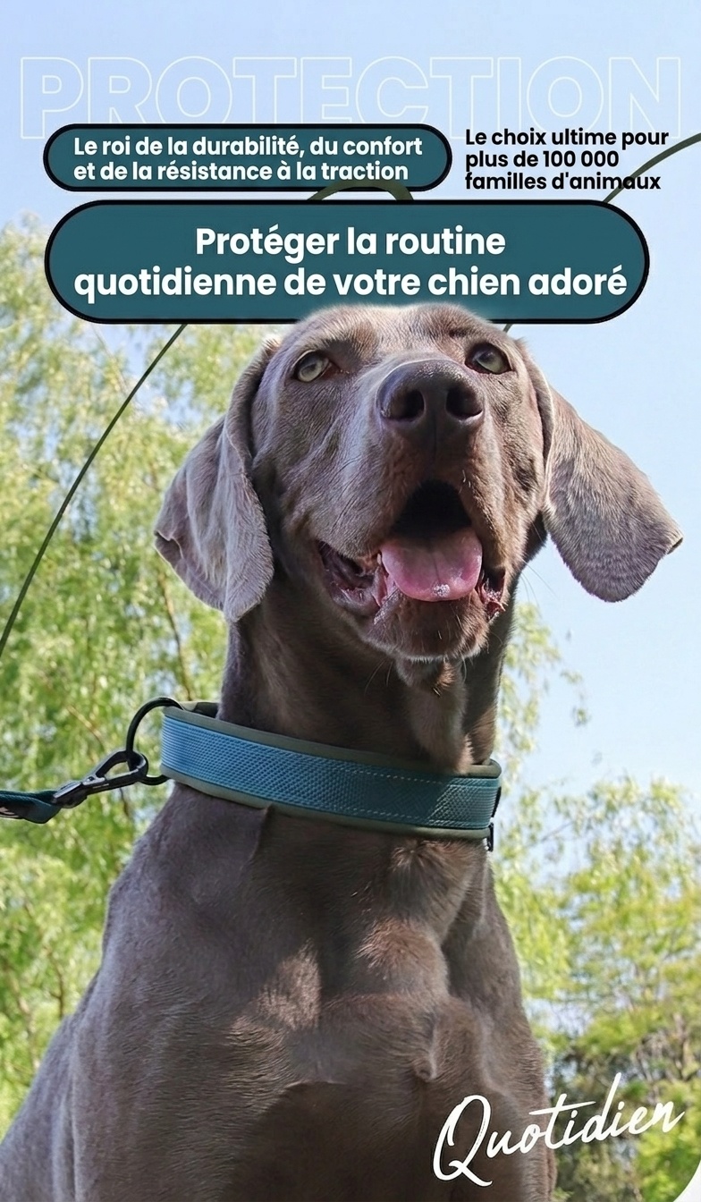 Collier réfléchissant rembourré pour chien - Ajustable et confortable