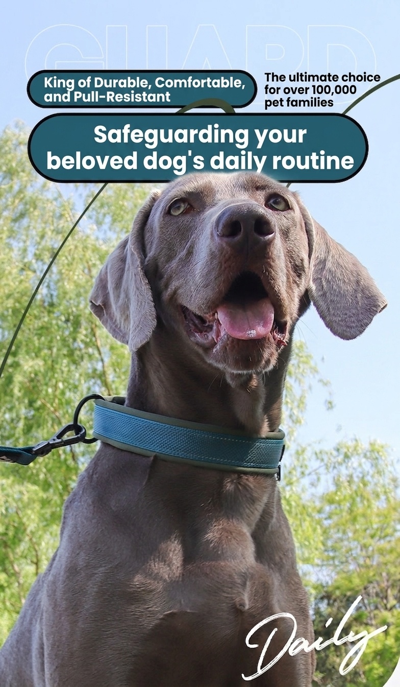 Padded Reflective Dog Collar - Adjustable & Comfortable