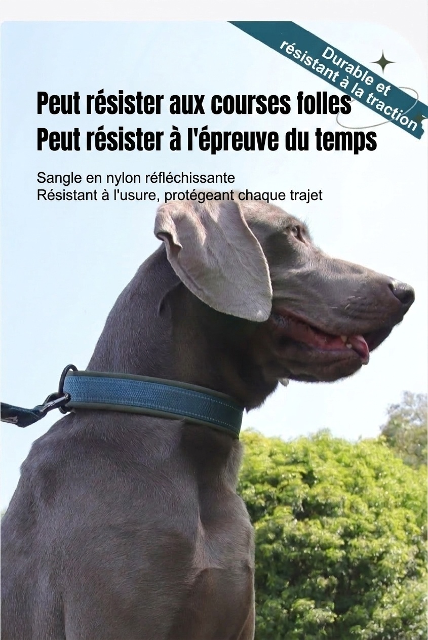 Collier réfléchissant rembourré pour chien - Ajustable et confortable