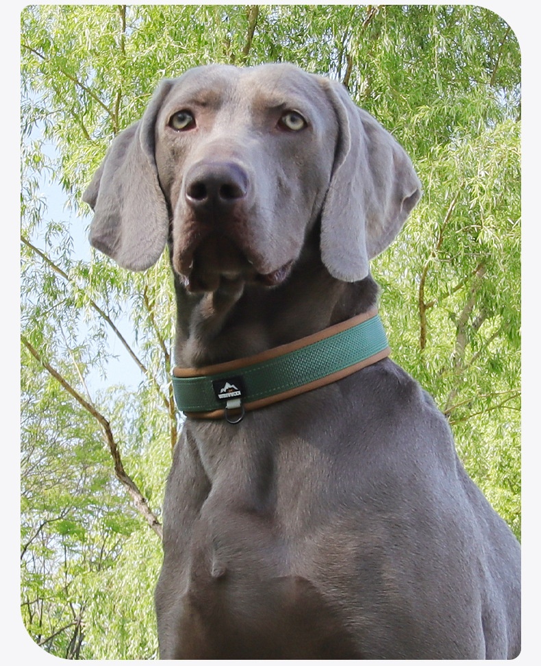 Padded Reflective Dog Collar - Adjustable & Comfortable