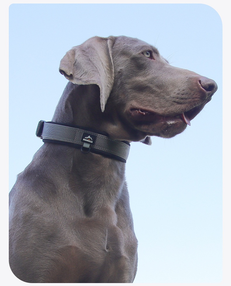 Padded Reflective Dog Collar - Adjustable & Comfortable