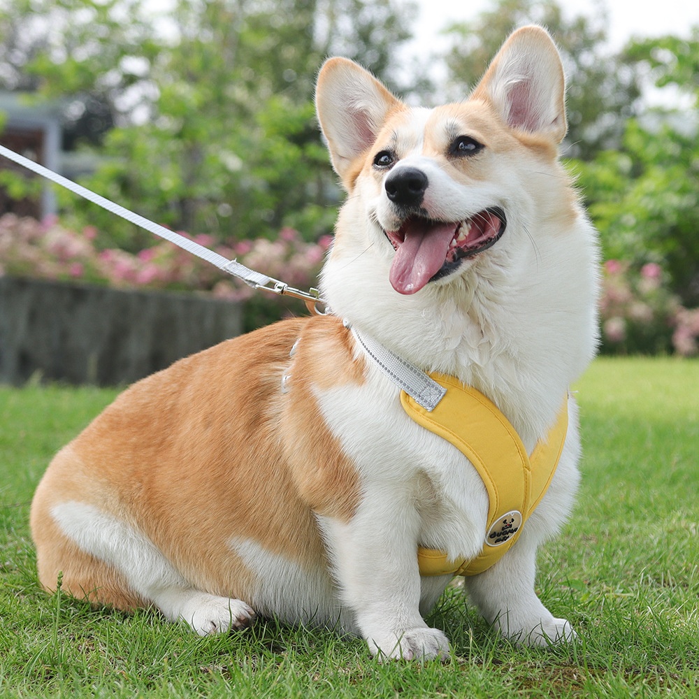 Comfort X-Back No-Pull Dog Harness & Leash Set - Reflective