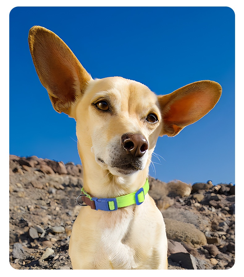 Lightweight Adjustable Pet Collar & Leash Set - Durable