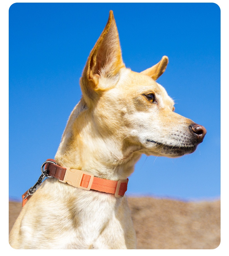 Lightweight Adjustable Pet Collar & Leash Set - Durable