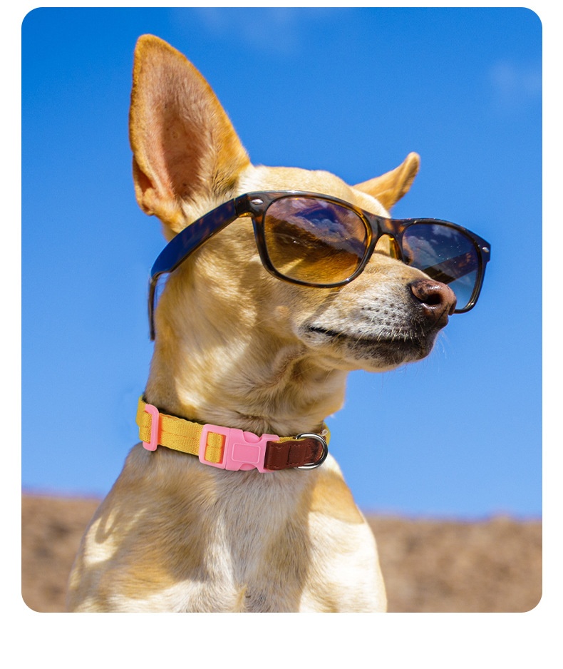 Lightweight Adjustable Pet Collar & Leash Set - Durable